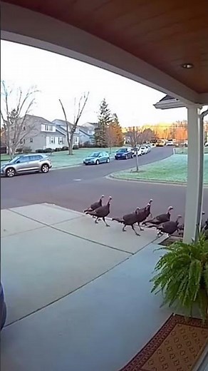 Wild Turkey Parade #trending #animals #turkey