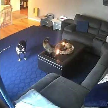 Shocking! Cat’s tail catches fire!!!!(Disclaimer: cat is fine)