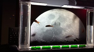 Add A Slide Show To Your Fish Tank