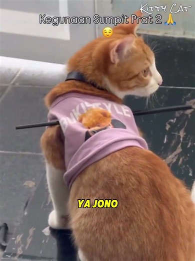 This Brother's Unique Way of Preventing His Cat from Leaving the House 🐱 #cat #oyencat #cutecat