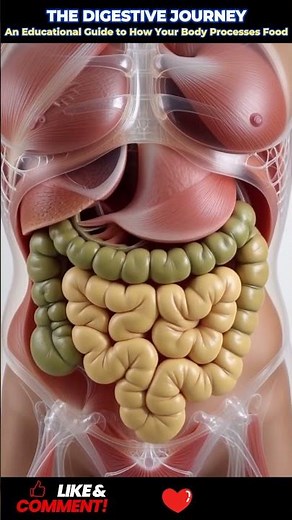 #MedicalEducation #Gastroenterology #AnatomyEducation