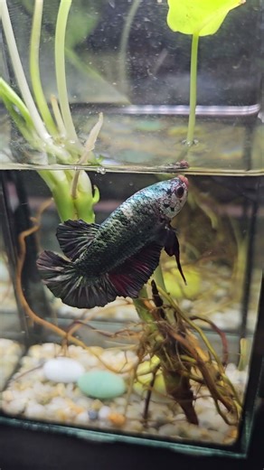 The Wild Bettas : Life of Wild Bettas #betta #bettafish #aquariumlife #aquaticlife #fishkeeping
