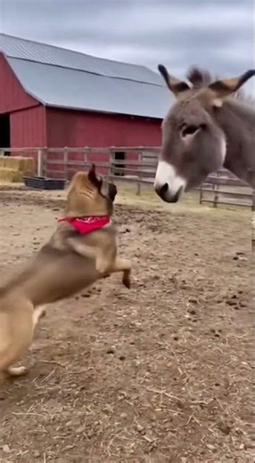 🐴 Donkey vs Dog — Funniest Fight Ever! 😂🐶