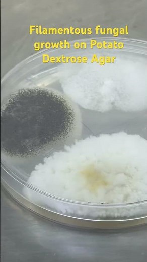 Filamentous fungal growth on Potato dextrose agar #fungus