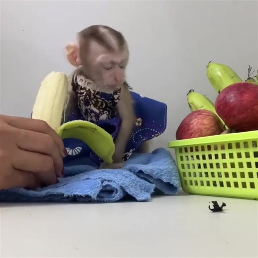 12K views · 192 reactions | Monkey Daily: Adorable Baby Monkey Jelly’s Funniest & Cutest Moments!  #MonkeyDaily #BabyMonkeyKaty #CuteMonkey #MonkeyLover #FunnyAnimals #PetMonkey #AdorablePets #MonkeyLife | Monkey Daily | Facebook