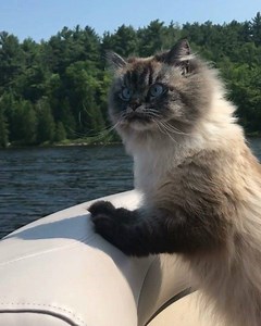 4.3K views · 456 reactions | Merlin living his best life in summer of 2018. What do you have planned this summer? | Merlin Ragdoll | Facebook