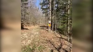 Here's actual footage of the moose release which we posted on earlier today. The young cow moose was successfully immobilized in downtown Schenectady and released into the wilds of the southern Adirondacks. You can read more details on our earlier post here: https://www.facebook.com/NYSDEC/posts/377818774373518 | NYS Department of Environmental Conservation