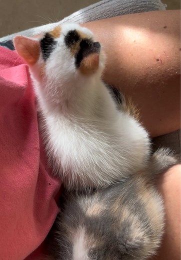 Thankful Thursday: Gratitude for what our fosters give, and for what rescue and fostering gives US On this Thankful Thursday, we wanted to reflect on the heartwarming journey of fostering kittens, and the profound joy and fulfillment it can bring into our lives. While the act of caring for these tiny creatures might seem like a simple but generous gesture in a world of so much need and suffering, it holds great power to inspire positive change and happiness within us as well as within the kittie