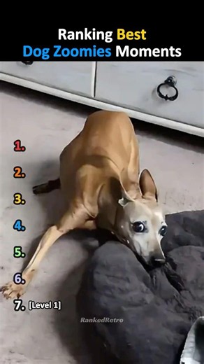 Ranking Best Dog Zoomies Moments