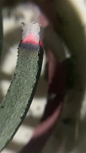 모기 좀 잡아줘 ‼️‼️Kill THAT MASQUITO FOR ME