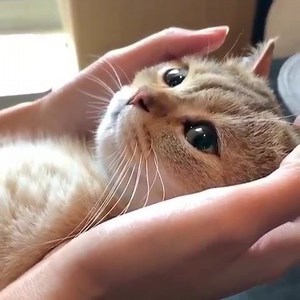 Purrr purrr purrr...😊 | Gatti & Gattini