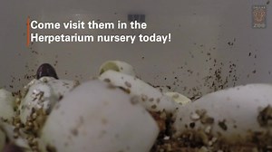 MUST WATCH - COBRA BABIES 👀: We're welcoming our very first clutch of zebra spitting cobras, and we caught it all on camera! These snakes, also known as western barred spitting cobras, are capable of spitting venom 6-7 feet directly at their predator's eyes. Come see them in the Herpetarium nursery today! | Dallas Zoo