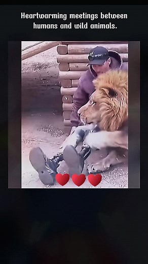 animal.loveus on TikTok