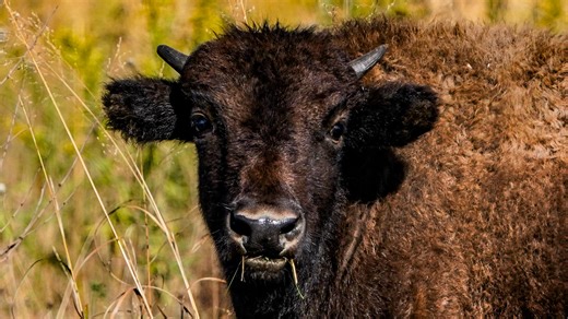 Indiana preserve ramps up accessibility where buffalo restoration efforts take place