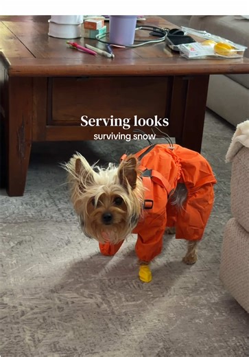 Cute Yorkie Puppy Enjoying Snowy Adventures