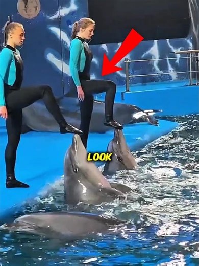 These Dolphins Perform Unbelievable Tricks That Look Totally Unreal 😲🐬