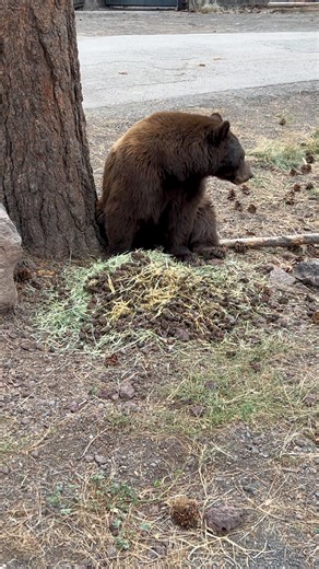 24K views · 557 reactions | Anyone else want to enjoy some fresh elk...