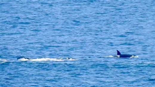 Rare Orca hunt seen near Farallon Islands in California