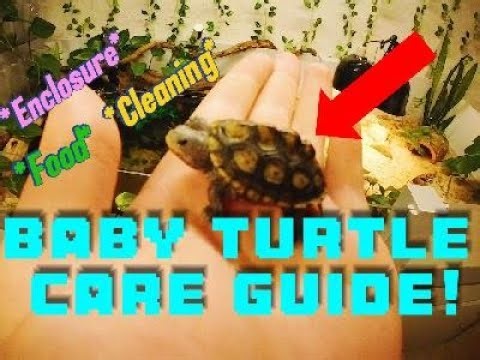 Baby Turtle Care Guide!! *For Beginners*