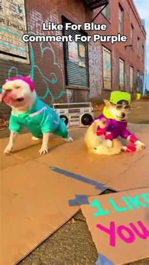 BLUE VS PURPLE: BREAKDANCING DOGS BATTLE