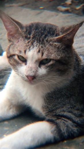 Alpha male cat relaxing #cat #cats #catvideos #catshorts #cutecat #catlovers #catlife