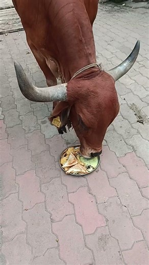 ગાય માતાની આજે અલગ ડિશ પીરસતા જોવા મળ્યા વિજય બાદશાહ સબ્સ્ક્રાઇબ ચેનલ ઓલ ફ્રેન્ડ જય માતાજી 🙏