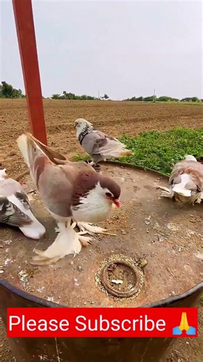 Please Bhai Subscribe 🙏 #subscribe ##ytstudio #ytshort #shortvideo