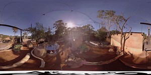 Step inside and explore the meerkat enclosure in our new African savannah! | Auckland Zoo