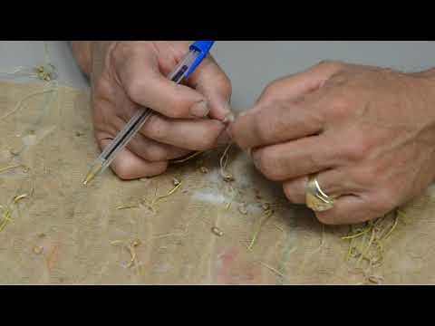 Wheat Germination: Fusarium & Coleoptile Length | SoDak Labs, Inc | Seed Testing Lab