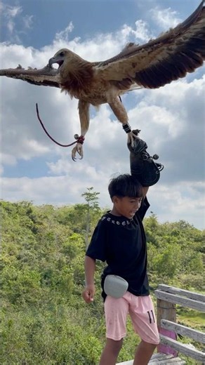 emergency call for eagles at dusk #animals