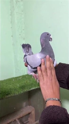 #pigeon #birds #birdcatching #catchpigeon #howtocatchpigeon #petpigeon #pigeonhandling #fancypigeons