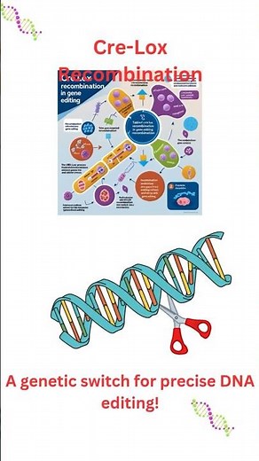 Cre Lox Recombination #microbiology#molecularbiology