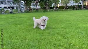 Little white dog running in the park