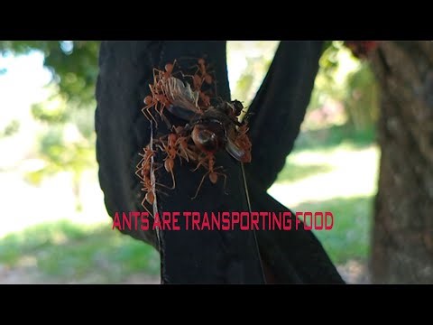 Ants Transporting Food | Amazing Ant Colony Teamwork in Nature | Fascinating Insect Behavior