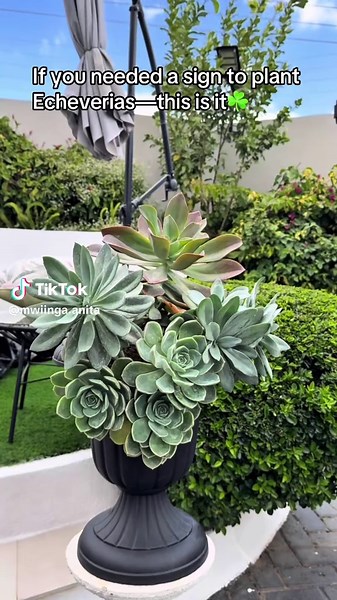 Echeveria Planting Guide for Home Gardeners