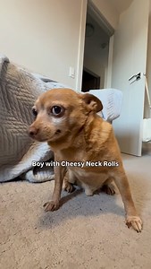 664K views · 29K reactions | Fighting for my life 﫦 * * * #Chihuahua, #funny #pets #Cute #Stinky #Frito #FeelsGood #memes #dank #reelsdaily | Cheddariniii | Facebook