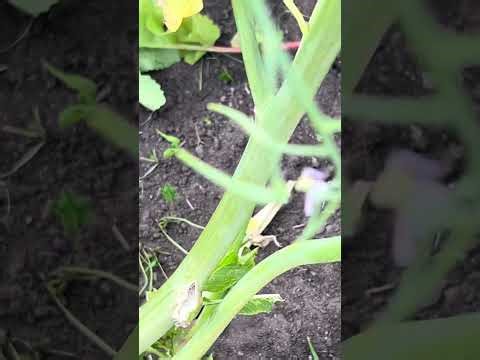 Harvesting edible parsnip pods