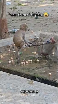 Are Ye Kya Hua // Sab LOol Hai Keshav #funny #voiceover #animals