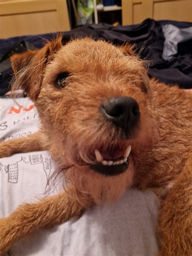 Play fighting with Rodney today my favourite lovable scruff #lakelandterrier #dogs #happydog #cardiff #dog