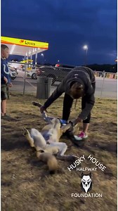 The guy on the other side of the fence said, “ohh that looks like a wolf.” Then he took a step back. 😂 But seriously, No matter how big and bad people think you are, you really just want your mom to play with your feet and give you belly rubs. #adopted #bigbadwolf #bellyrubs | Husky Halfway House