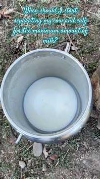 When Should You Start Separating Your Cow Calf Pair For The Maximum Amount Of Milk?
