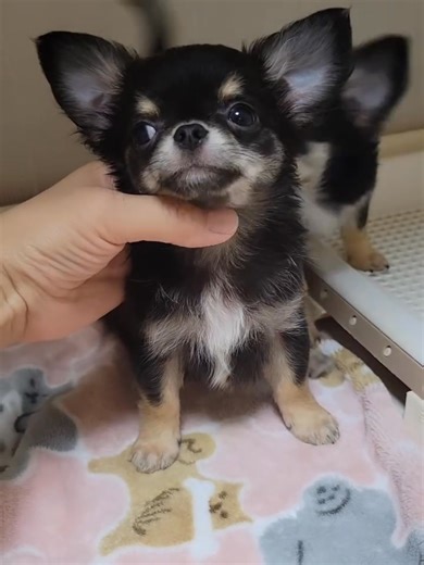 ✨🐾 Exciting News! 🐾✨ Our adorable Chihuahua puppies are now 8 weeks old and full of love, energy, and cuddles! 💕 They’re growing fast, showing off their playful personalities, and can’t wait to find their forever homes. Stay tuned for more updates and cute puppy pictures—you won’t want to miss them! 🐶💖 | Cecil Chihuahua Puppies Home