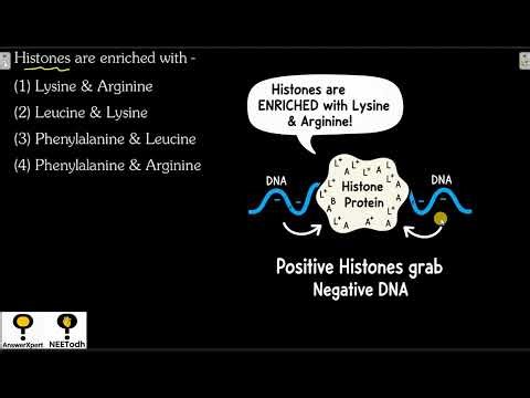 Histones are enriched with