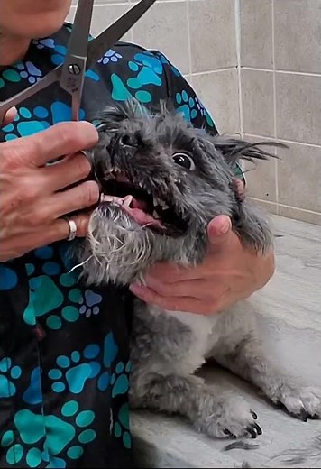 Grooming a difficult dogs face with scissors, clip from full video