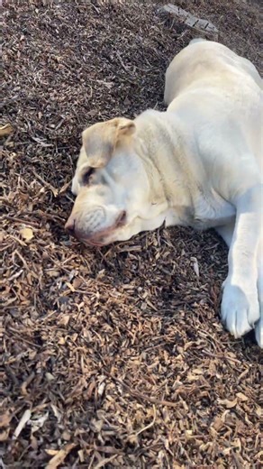 Sweet Roger just getting his vitamin D while looking handsome! #bestdogbreeds #labradorretriever