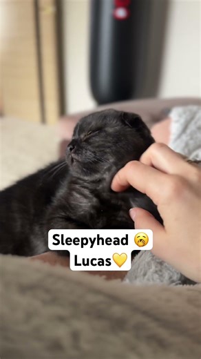 Lucas Falls Asleep While I Pet Him 💤 | Cozy Cat Moment