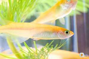 Japanese Rice Fish Care And Breeding: Easy Guide!!