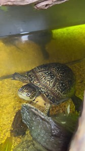 379K views · 81K reactions | Garden State Tortoise on Reels | Facebook