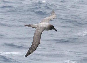 Light mantled albatross - Alchetron, the free social encyclopedia