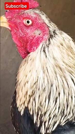 “Asil Rooster Show | Power & Beauty Together 🐓🔥 #Shorts”